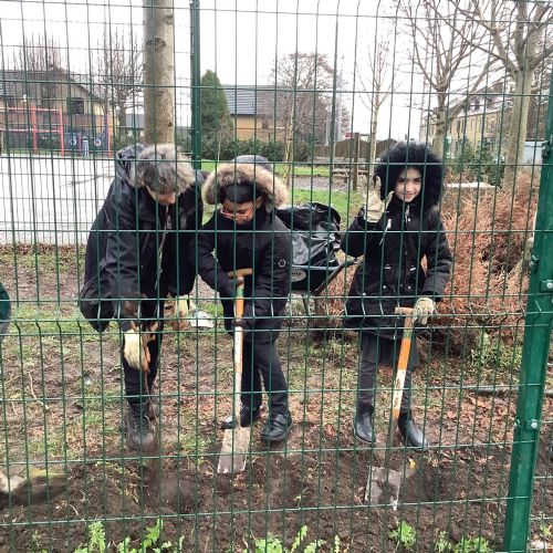 treeplanting